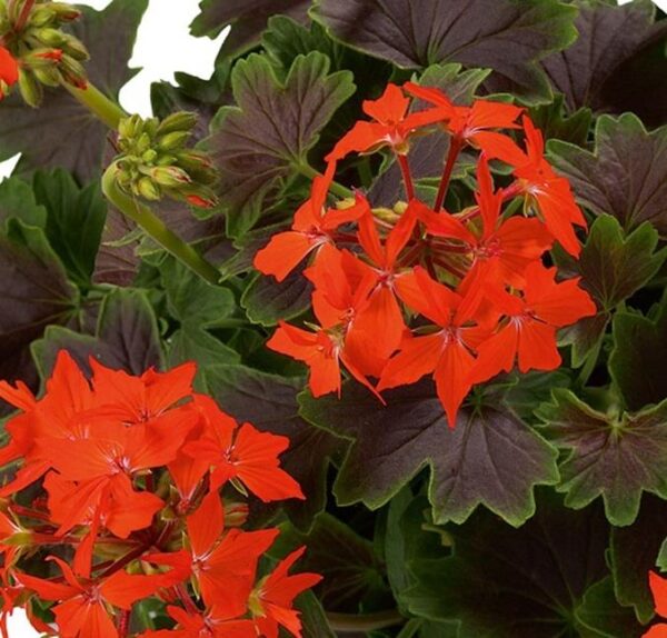 Geranium Variegated Pelgardini® 'Chocolate' Plug Plants Pack x6