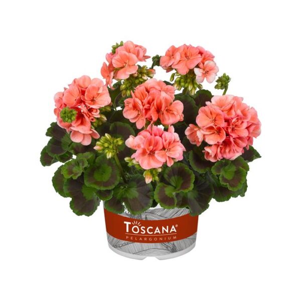 Geranium Zonal Grandeur® Classic Salmon Garden Plug Plants Pack x6
