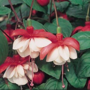 Fuchsia Trailing 'Sir Matt Busby' Summer Garden Plug Plants Pack x6