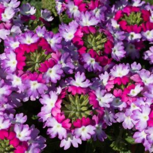 Verbena Trailing Sparkle 'Purple Blues' Basket / Garden Trailing Plug Plants Pack x6