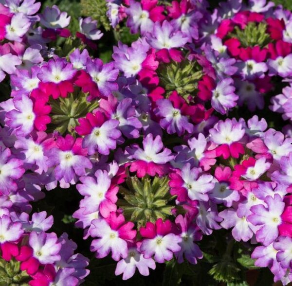 Verbena Trailing Sparkle 'Purple Blues' Basket / Garden Trailing Plug Plants Pack x6