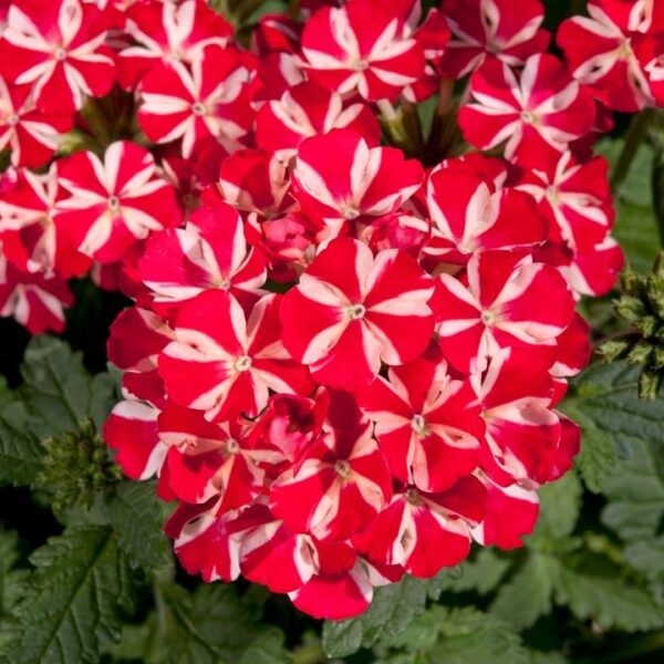 Verbena Trailing Voodoo 'Red Star' Basket / Garden Trailing Plug Plants Pack x6