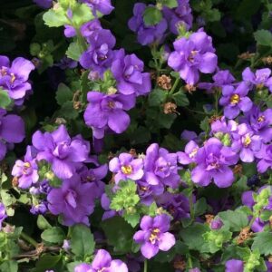 Bacopa Scopia 'Double Ballerina Blue' Trailing Summer Plug Plants Pack x6