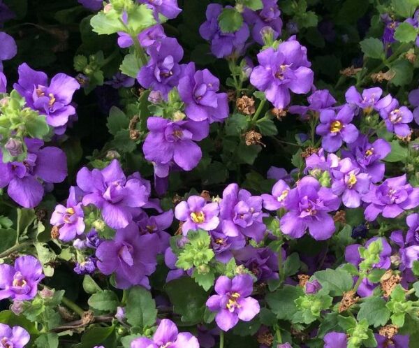 Bacopa Scopia 'Double Ballerina Blue' Trailing Summer Plug Plants Pack x6