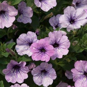 Petunia Semi-Trailing 'Lavender Sky®'  Summer Plug Plants Pack x 6 New!