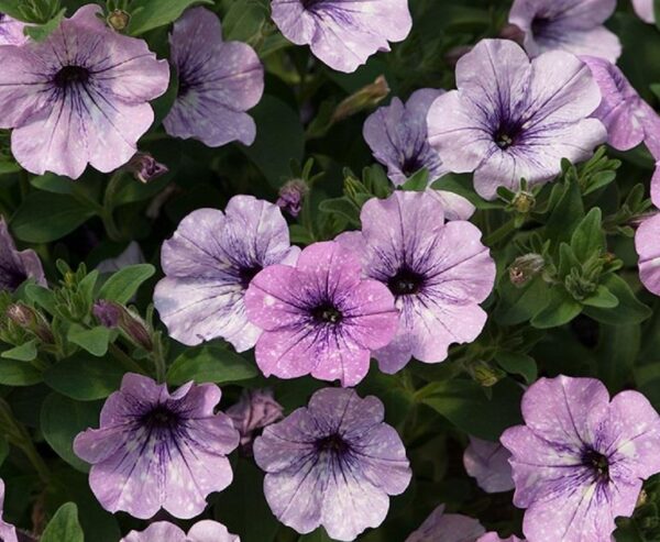 Petunia Semi-Trailing 'Lavender Sky®'  Summer Plug Plants Pack x 6 New!