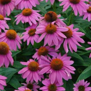 Echinacea 'Purpurea' Pow Wow Wild Berry Perennial Plug Plants Pack x6