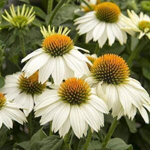 Echinacea (Coneflower) 'Purpurea' Pow Wow White Perennial Plug Plants Pack x6