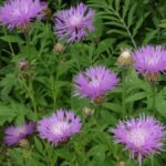 Centaurea Dealbata Perennial 'Cornflower' Plug Plants Pack x6