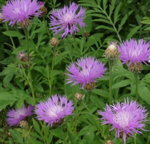 Centaurea Dealbata Perennial 'Cornflower' Plug Plants Pack x6