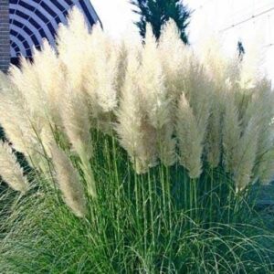 Pampas Grass 'Pumila White' Perennial Garden Plug Plants Pack x6
