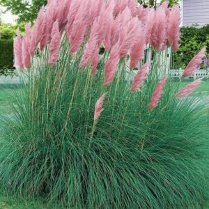 Pampas Grass 'Cortaderia Rose' Perennial Garden Plug Plants Pack x6