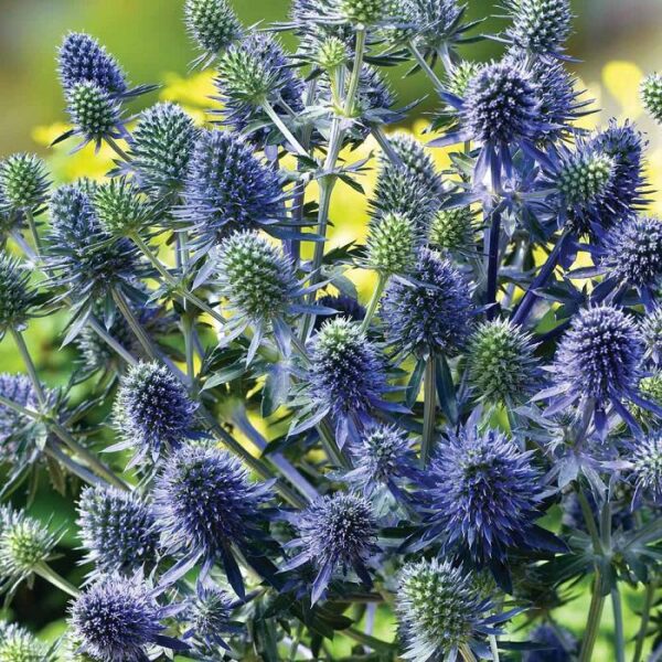 Eryngium Planum (Sea Holly) XXL Supersize Plug Plants Pack x3