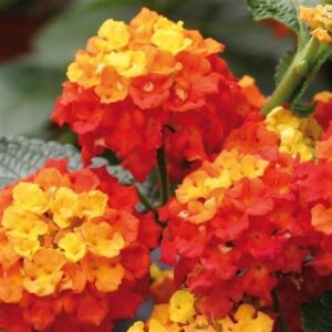 Lantana Evita® Red Scarlet Summer Colour Plug Plants Pack x6