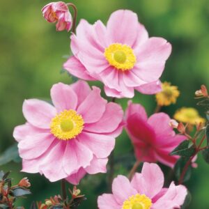 Anemone Japanese Tomentosa 'Serenade' Perennial LARGE Plug Plants Pack x3
