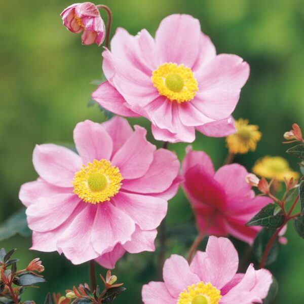 Anemone Japanese Tomentosa 'Serenade' Perennial LARGE Plug Plants Pack x3
