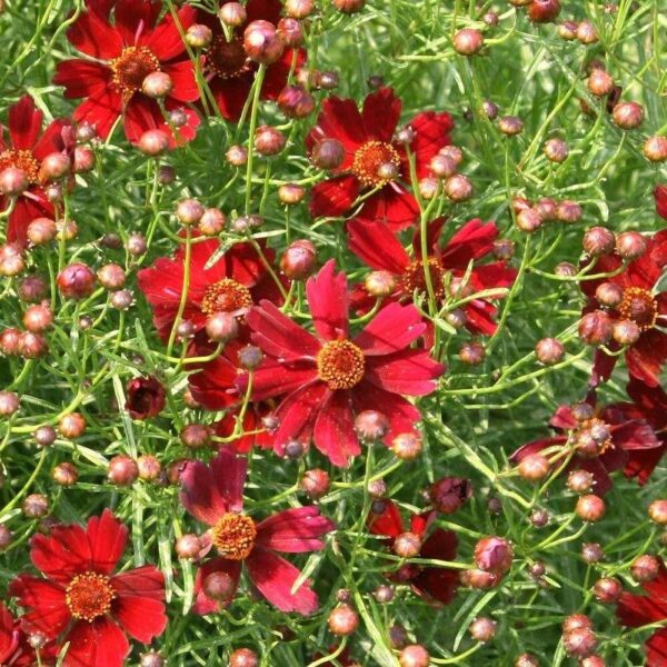 Coreopsis Limerock Ruby Perennial Garden Plug Plants Pack x6