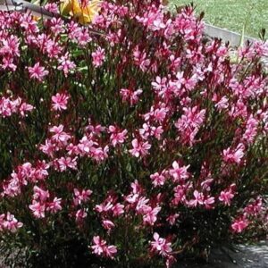 Gaura Lindheimeri 'Gambit Compact Pink' Perennial Garden Plug Plants Pack x6