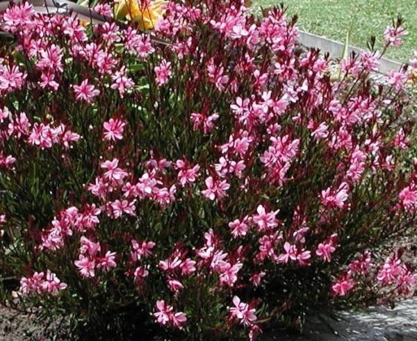 Gaura Lindheimeri 'Gambit Compact Pink' Perennial Garden Plug Plants Pack x6