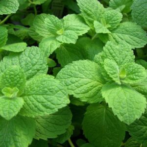 Mentha 'Applemint' Pomo Garden Herb Perennial Plug Plants Pack x6