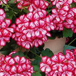 Ivy Geranium Trailing 'Gerainbow™ 'Dark Red Bi-Colour' Plug Plants Pack x6