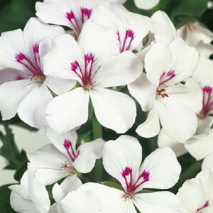 Ivy Leaf Geranium Trailing Gerainbow™  'White' Plug Plants Pack x6