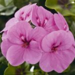 Ivy Geranium Trailing 'Gerainbow™ 'Amethyst' Plug Plants Pack x6
