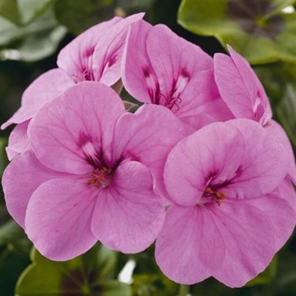 Ivy Geranium Trailing 'Gerainbow™ 'Amethyst' Plug Plants Pack x6
