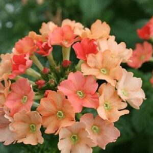 Verbena Trailing Vectura® Peach Basket / Garden Plug Plants Pack x6