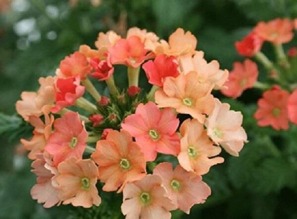 Verbena Trailing Vectura® Peach Basket / Garden Plug Plants Pack x6