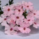 Verbena Trailing Vectura® 'Soft Pink Eye' Garden Basket Plug Plants Pack x6