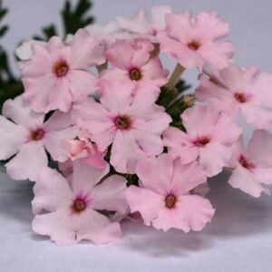 Verbena Trailing Vectura® 'Soft Pink Eye' Garden Basket Plug Plants Pack x6
