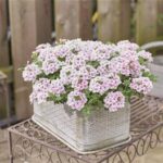Verbena Trailing Vectura® 'Soft Pink Eye' Garden Basket Plug Plants Pack x6