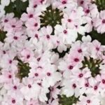 Verbena Trailing Vectura® 'Soft Pink Eye' Garden Basket Plug Plants Pack x6