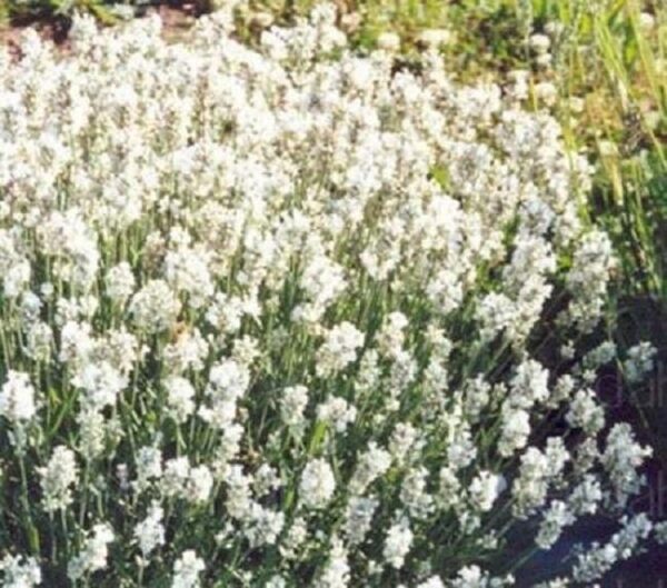 Lavender Ellagance 'Snow White' Perennial 9cm Pot Plants Pack x3