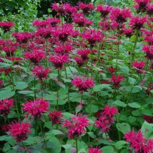 Monarda Melua Rose Bergamont Perennial Aromatic Plug Plants Pack x6