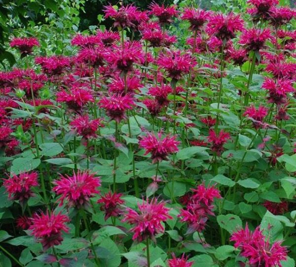 Monarda Melua Rose Bergamont Perennial Aromatic Plug Plants Pack x6