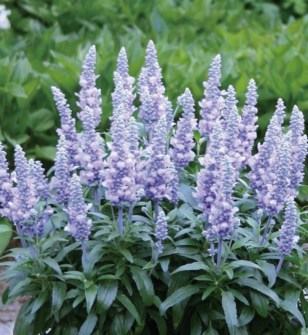 Salvia Farina® 'Silver-Blue' Perennial Garden Plug Plants Pack x6 New Variety