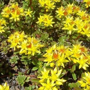 Sedum Kamtschaticum 'Weihenstephaner Gold' Perennial Alpine Plug Plants Pack x6
