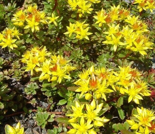 Sedum Kamtschaticum 'Weihenstephaner Gold' Perennial Alpine Plug Plants Pack x6