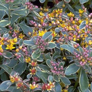 Sedum Spurium Kamtschaticum 'Variegatum' Perennial Plug Plants Pack x6