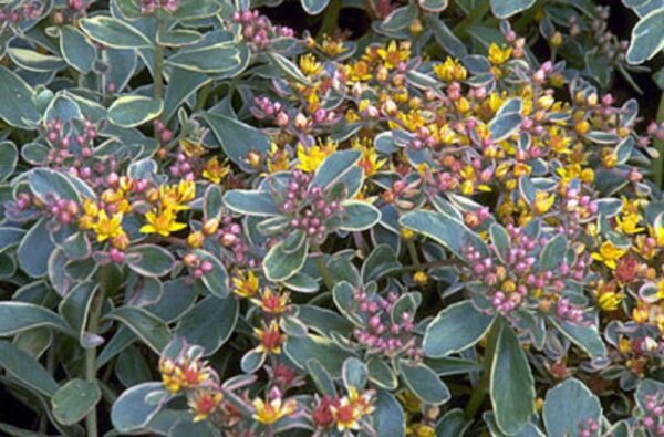 Sedum Spurium Kamtschaticum 'Variegatum' Perennial Plug Plants Pack x6