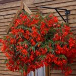 Begonia Boliviensis Bellavista® Red Trailing Plug Plants Pack x6