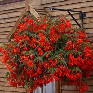 Begonia Boliviensis Bellavista® Red Trailing Plug Plants Pack x6