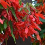 Begonia Boliviensis Bellavista® Red Trailing Plug Plants Pack x6
