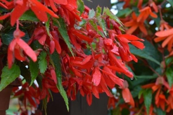 Begonia Boliviensis Bellavista® Red Trailing Plug Plants Pack x6