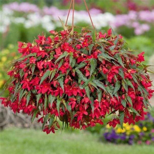 Begonia Boliviensis Bellavista® Rose Pink Trailing Plug Plants Pack x6