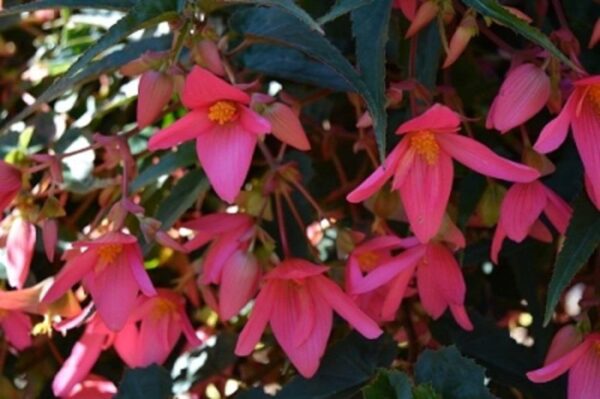 Begonia Boliviensis Bellavista® Rose Pink Trailing Plug Plants Pack x6