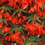 Begonia Boliviensis Bellavista® Deep Orange Trailing Plug Plants Pack x6