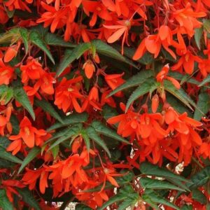 Begonia Boliviensis Bellavista® Deep Orange Trailing Plug Plants Pack x6